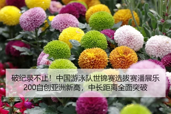 破纪录不止！中国游泳队世锦赛选拔赛潘展乐200自创亚洲新高，中长距离全面突破